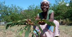 Geas Energiewacht plant fruitbomen in Afrika